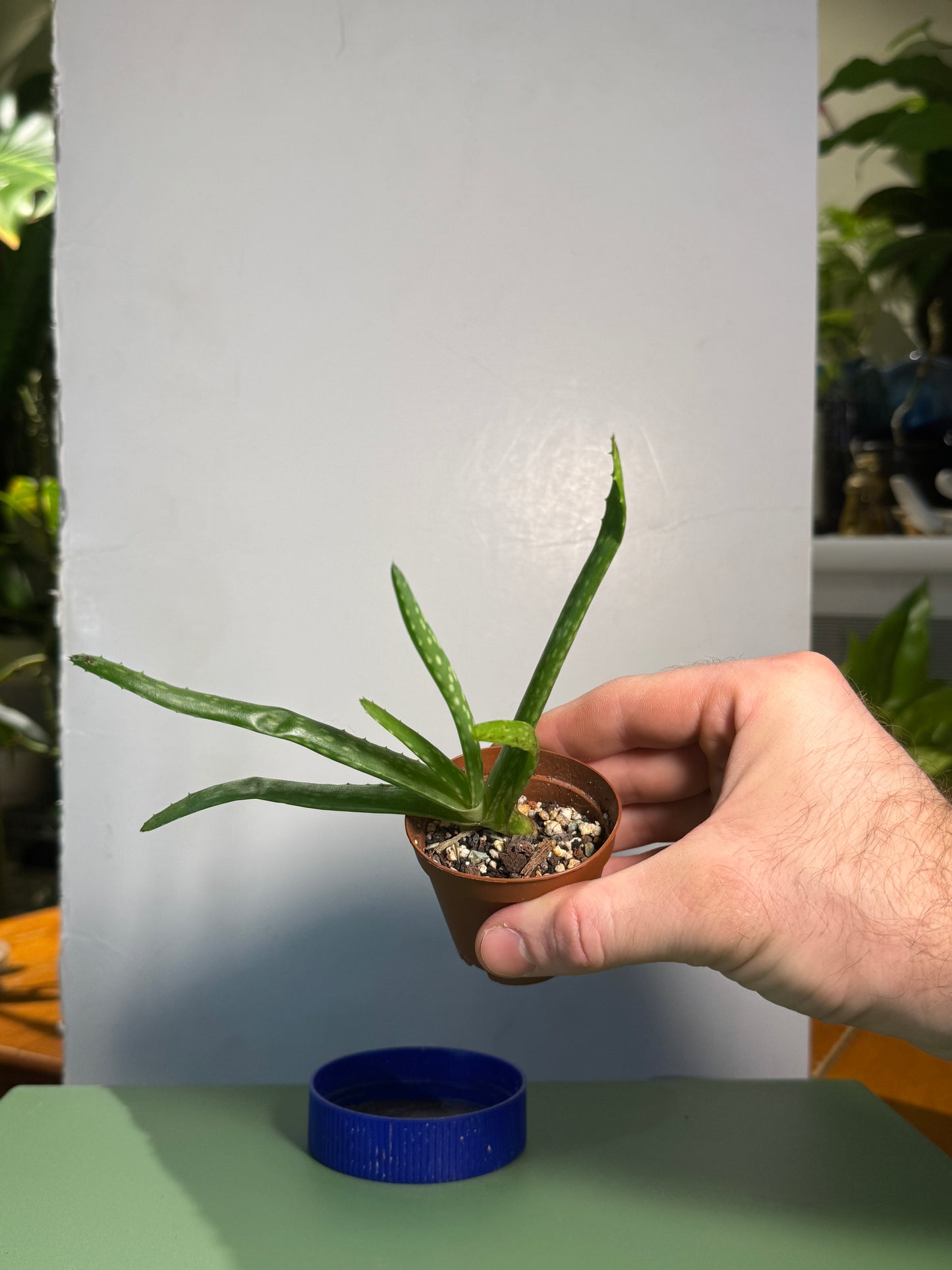 2” Aloe Vera