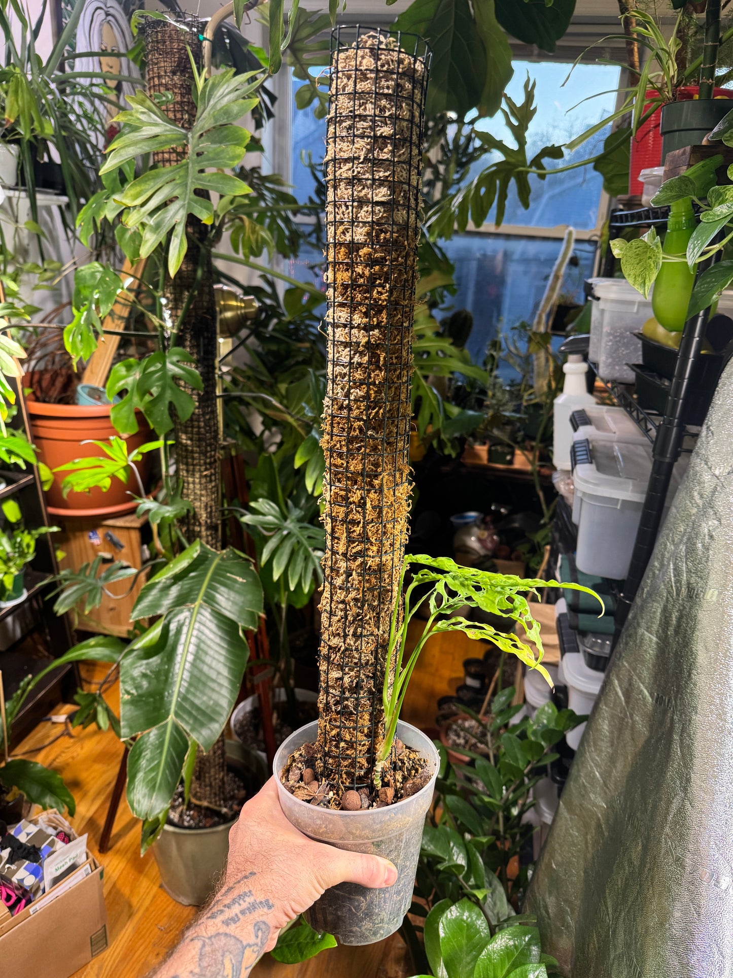 Sphagnum Moss Pole
