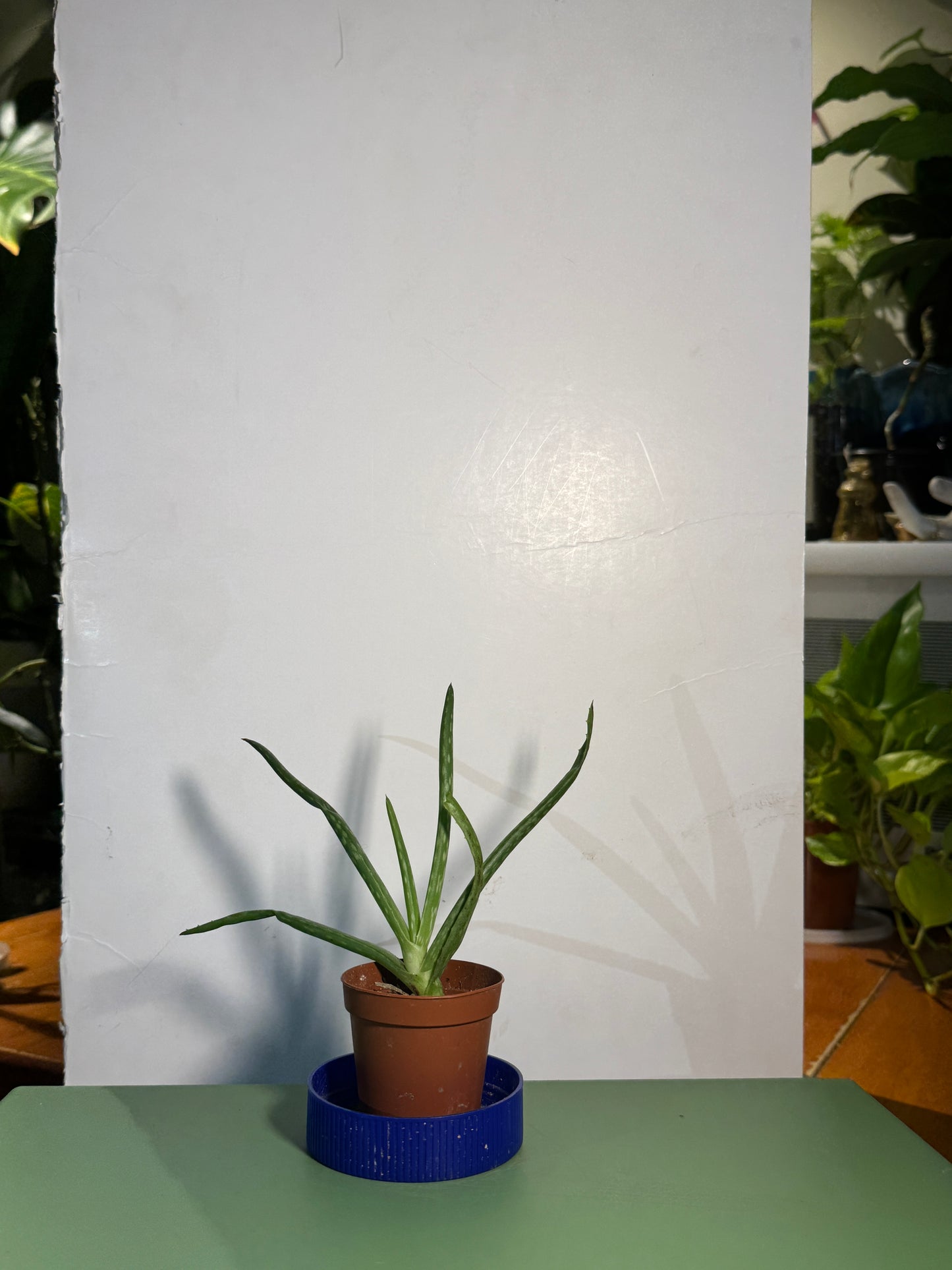 2” Aloe Vera
