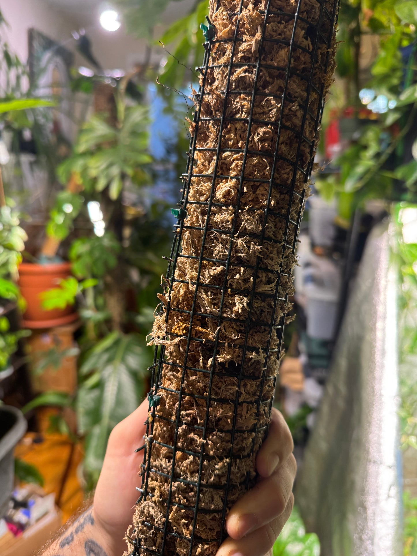 Sphagnum Moss Pole