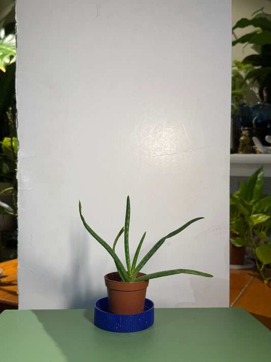 2” Aloe Vera