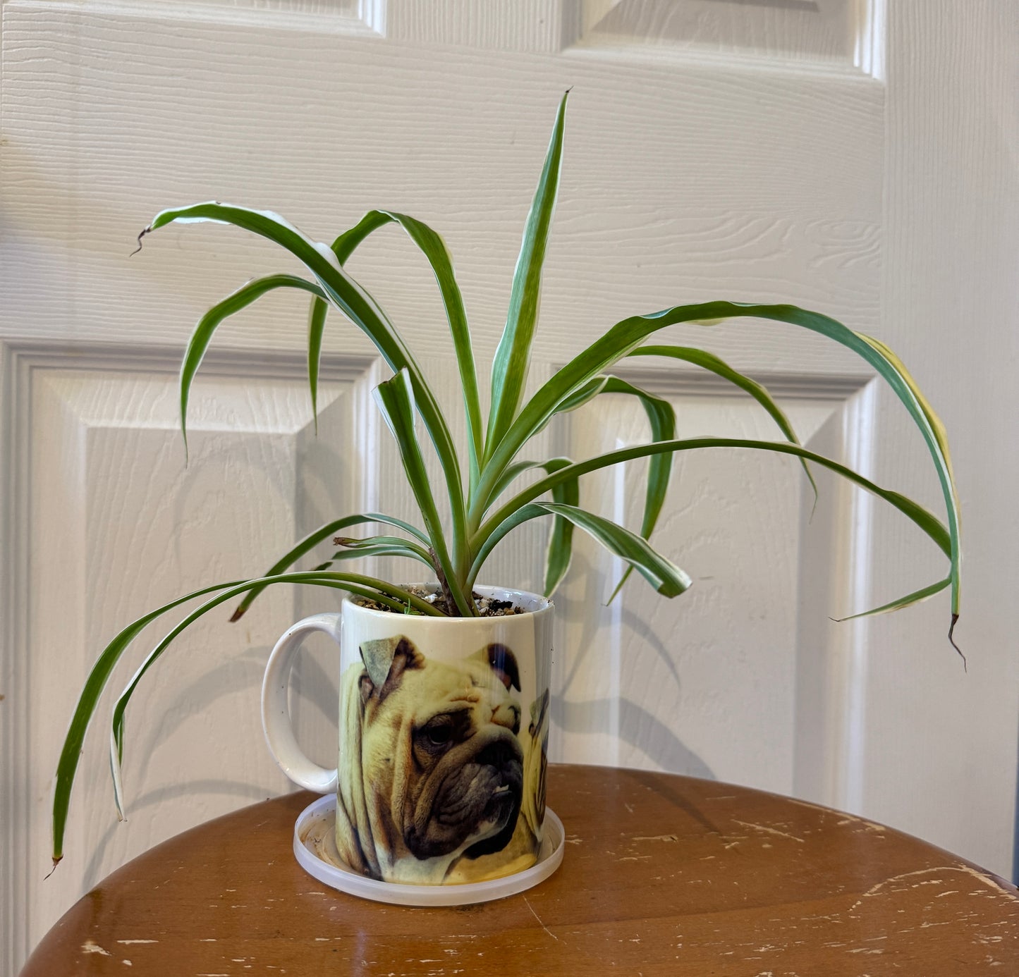 Spoiled Rotten Bulldog Mug