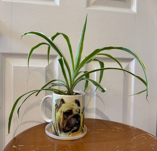 Spoiled Rotten Bulldog Mug